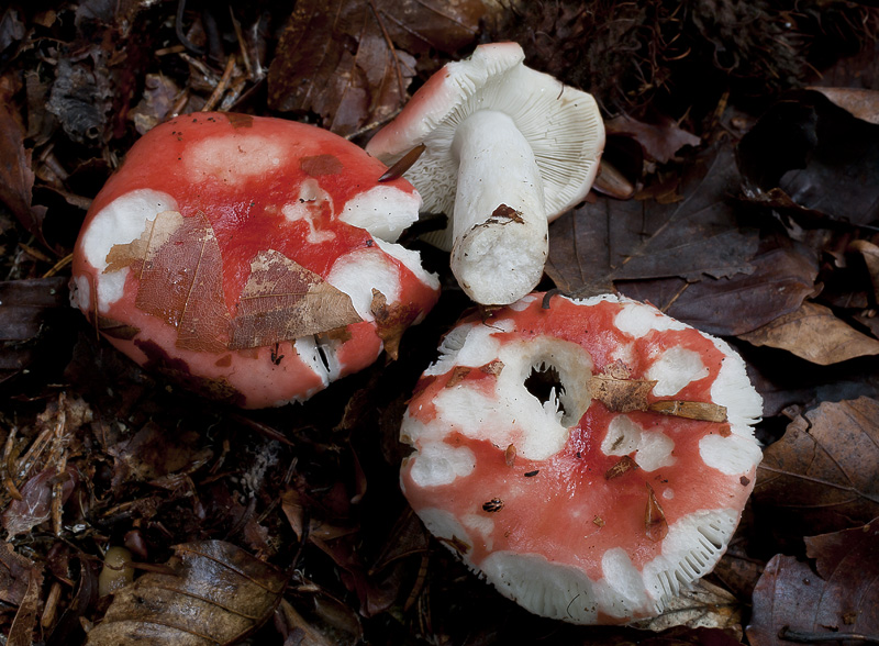 Russula nobilis